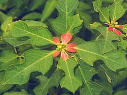 Image result for Euphorbia heterophylla