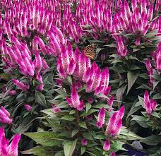 Celosia Intenze Dark Purple