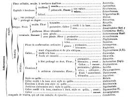 Image result for Erianthemum schelei