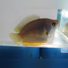 Many of the places that sell dwarf gouramis sell only the males, we sell females too. Dwarf Gourami Female Aquariumfishsale Com
