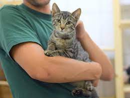 Er sucht ein zuhause mit freigang. Mehr Als 30 Katzenkinder Suchen Ihr Zuhause Hamburger Tierschutzverein Von 1841 E V