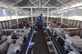 Lebar normal yang bisa digunakan adalah 110 cm, panjang 160 cm, untuk 6 ekor ternak kambing. Kandang Modern Untuk Ternak Kambing