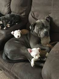 Pitbull Mama Her Pups Cute Baby Animals Cute Dogs Pitbull Puppies