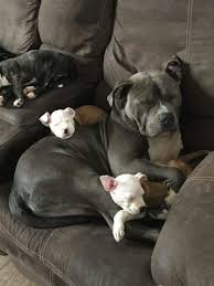 Wellness for the entire family. Pitbull Mama Her Pups Cute Baby Animals Cute Dogs Pitbull Puppies