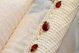 Just a cupful of vinegar helps the bed fleas go down (or die) in the most delightful way. How To Kill Bed Bugs Naturally And Fleas Too Ecostalk