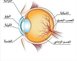 صورة الشبكية