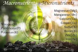Along macronutrients, plants also require micronutrients. Macronutrients Required For Plant Growth Earth Smart Solutions Environmental Solutions Provider