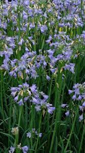 Mangave Inca Warrior Agapanthus Agapanthus Plant Rock Garden Plants