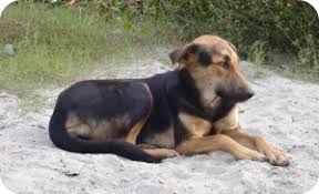 Then i must say that you are in the right place to get the we have huge collections of dogs and their detail information. Move Over Exotic Huskies 11 Amazing Indian Dog Breeds