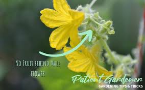 Image result for male flowers cucumber