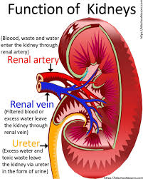 Urinary System For Kids Human Urinary System Human Body Facts Basic Anatomy And Physiology Medical Knowledge Medical Student Study