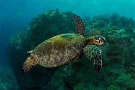 Image result for best images in the world