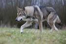 Accalia Saarloos Wolfdogs | Puppies