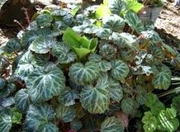 Image result for Begonia pulcherrima