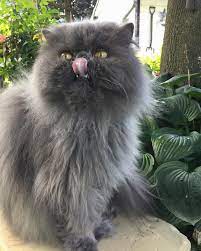 Pin On Cutest Persian Cat