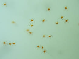 In fact they're miniscule in size and they like to crawl in groups underneath my water cup. Tiny Lake Bugs Bugguide Net