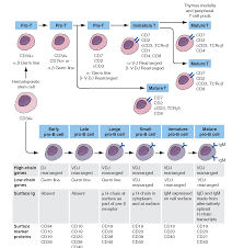 B And T Cell Development Hematology T Cell Medical