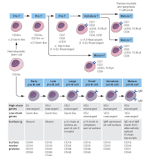 b and t cell development hematology t cell medical