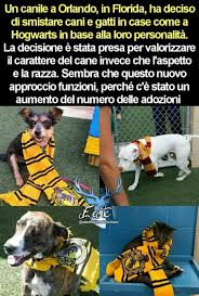 Pin Di Chiara Su Harry Potter Troppo Divertente Meme Di Harry Potter Harry Potter Divertente