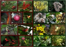 Image result for Sherbournia bignoniiflora