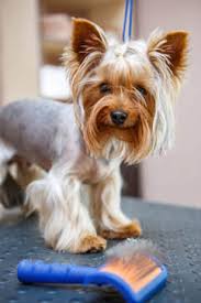 838 likes · 6 talking about this. Mobile Pet Grooming Miami Mobile Dog Grooming Miami