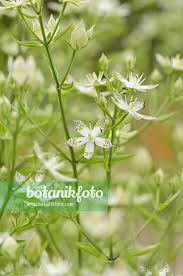 Image result for Swertia