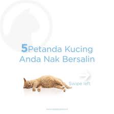 Meski pengap karena dikelilingi tembok tinggi, tetapi aku suka, karena tak ada orang yang bisa melihat kegiatanku dan aku jadi merasa bebas. I Vet Petcare 5 Petanda Kucing Anda Dah Nak Bersalin Facebook