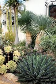 Driveby Agave Garden Succulent Landscape Design Xeriscape Drought Tolerant Garden
