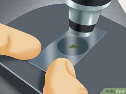 Gallery of victorian microscope slides ]. How To Use A Microscope To Observe Microorganisms 13 Steps