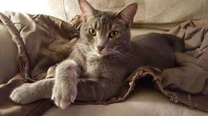 Hot Rod Pets Hot Rods Cats