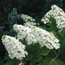 Zillow has 19 homes for sale in white oak pa. Hydrangea Quercifolia Snow Queen White Flower Farm
