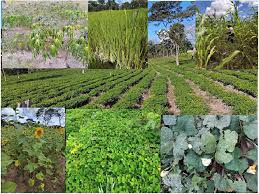 Image result for Kotschya africana