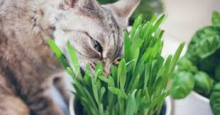 Kedilerin Midelerini Rahatlatan Kedi Cimi Hakkinda Bilinmesi Gerekenler Eksi Seyler
