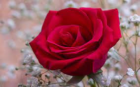 We did not find results for: Red Rose Wallpapers Free Download Group 70