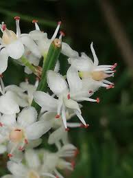 Image result for Asparagus devenishii