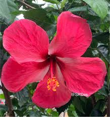 Image result for Hibiscus micranthus