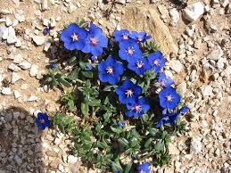 Image result for Anagallis elegantula