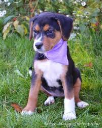 Black And White Border Collie Beagle Mix Beagle Collie Mix Cute Animals Beagle Dog Adoptable Beagle