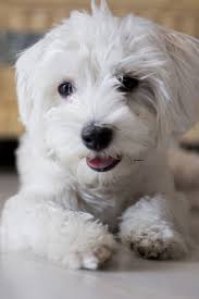 Maltese Bicho Maltese Bichon Maltese Bichon Dogs