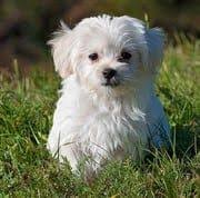 Teacup maltese puppies are the little angels of the dog world. Teacup Toy Miniature Maltese Puppies And Dogs