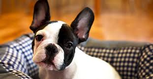 We pair french bulldog breeders and you! 6 Fun Facts You Probably Didn T Know About French Bulldogs
