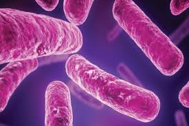 Image result for Clostridium