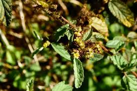 Image result for Waltheria indica