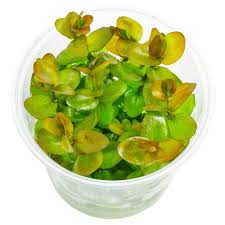 Image result for foto bacopa