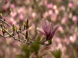 It is a cross between m. Saucer Magnolia Youtube