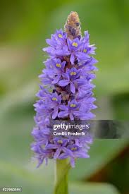 Image result for Pontederiaceae