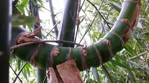 Jadi¬† cara memelet wanita kegunaanya bambu petuk ini untuk penglarisan, kemudian untuk menarik burung walet. Download Sempurna Pring Belalai Gajah à¹„à¸œ à¸‚à¸­à¸‡à¸›à¸£à¸²à¸Šà¸ Indonesian Unique Bamboo Viruses In Mp4 And 3gp Codedwap