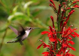 We can provide birds with many more facilities to attract them flowers name list: 28 Common Flowers That Attract Hummingbirds Native Easy To Grow Bird Watching Hq