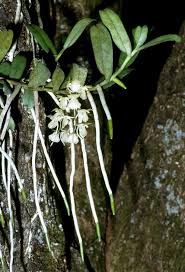 Image result for Rhipidoglossum densiflorum