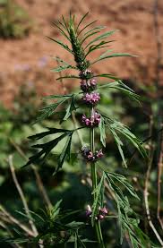 Image result for Leonurus japonicus